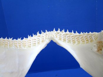 Real Blacktip Shark Jaw (13" x 12.75") - Authentic Specimen - Buy this for $159.99