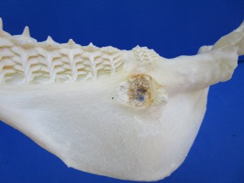 Real Blacktip Shark Jaw (13" x 12.75") - Authentic Specimen - Buy this for $159.99
