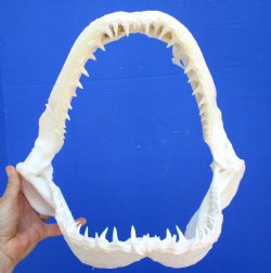 Real Blacktip Shark Jaw (13" x 11") – Authentic Specimen - Buy this for $159.99