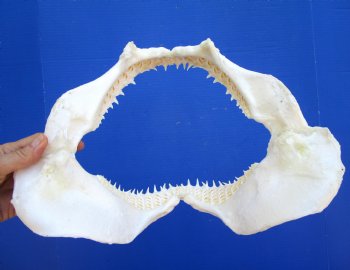 Real Blacktip Shark Jaw (13" x 11") – Authentic Specimen - Buy this for $159.99