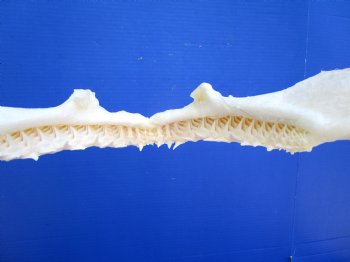 Real Blacktip Shark Jaw (13" x 11") – Authentic Specimen - Buy this for $159.99