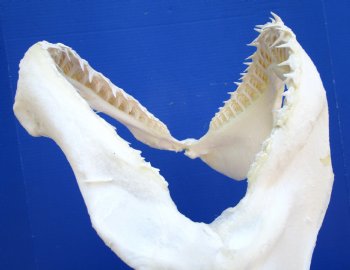 Real Blacktip Shark Jaw (13" x 11") – Authentic Specimen - Buy this for $159.99
