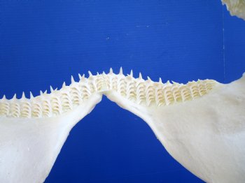Real Blacktip Shark Jaw (13" x 11") – Authentic Specimen - Buy this for $159.99