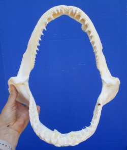 Real Blacktip Shark Jaw (12" x 12.75") - Authentic Carcharhinus limbatus Specimen - Buy this for $139.99