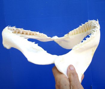 Real Blacktip Shark Jaw (12" x 12.75") - Authentic Carcharhinus limbatus Specimen - Buy this for $139.99