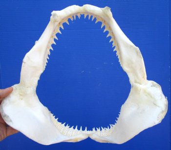 Real Blacktip Shark Jaw (12" x 12.75") - Authentic Carcharhinus limbatus Specimen - Buy this for $139.99
