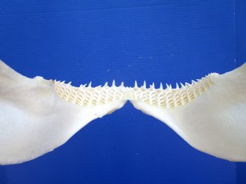 Real Blacktip Shark Jaw (12" x 12.75") - Authentic Carcharhinus limbatus Specimen - Buy this for $139.99