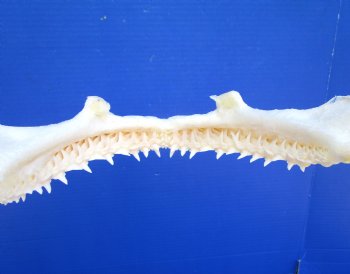 Real Blacktip Shark Jaw (12" x 12.75") - Authentic Carcharhinus limbatus Specimen - Buy this for $139.99