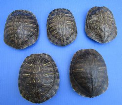 Red Eared Slider Turtle Shells (5 pieces) 5-1/4 to 5-3/4 inch - Buy these for $17 each 