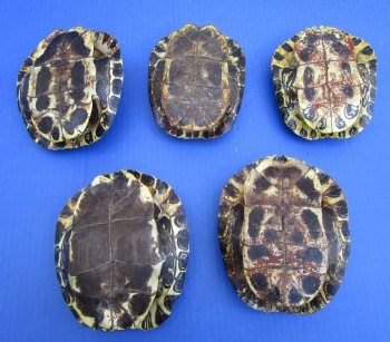 Red Eared Slider Turtle Shells (5 pieces) 5-1/4 to 5-3/4 inch - Buy these for $17 each 