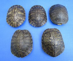 Red Eared Slider Turtle Shells (5 pieces) 5-1/2 inch - Buy these for $17 each 