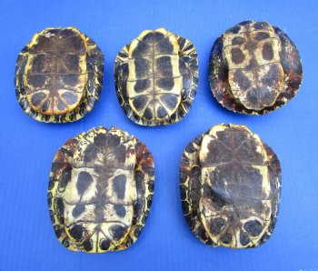 Red Eared Slider Turtle Shells (5 pieces) 5-1/2 inch - Buy these for $17 each 