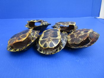 Red Eared Slider Turtle Shells (5 pieces) 5-1/2 inch - Buy these for $17 each 