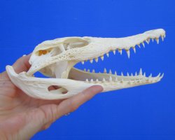 8-1/2 inches Real Nile Crocodile Skull (CITES P-000045227) - Buy this for $94.99