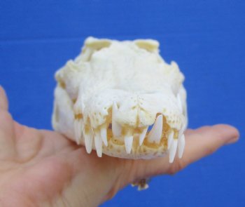 8-1/2 inches Real Nile Crocodile Skull (CITES P-000045227) - Buy this for $94.99