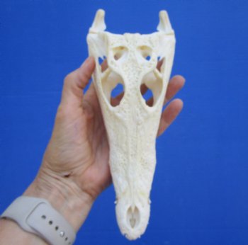 8-1/2 inches Real Nile Crocodile Skull (CITES P-000045227) - Buy this for $94.99