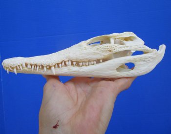 8-1/2 inches Real Nile Crocodile Skull (CITES P-000045227) - Buy this for $94.99