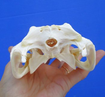 8-1/2 inches Real Nile Crocodile Skull (CITES P-000045227) - Buy this for $94.99