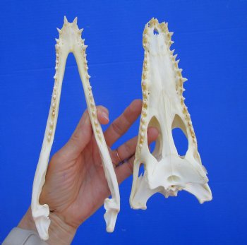 8-1/2 inches Real Nile Crocodile Skull (CITES P-000045227) - Buy this for $94.99