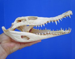 Authentic Nile Crocodile Skull, Real Crocodylus niloticus (10") (CITES #P000045227)  - Buy this one for  $99.99