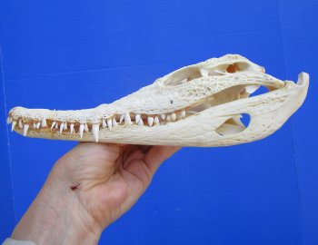 Authentic Nile Crocodile Skull, Real Crocodylus niloticus (10") (CITES #P000045227)  - Buy this one for  $99.99