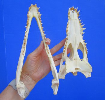 Authentic Nile Crocodile Skull, Real Crocodylus niloticus (10") (CITES #P000045227)  - Buy this one for  $99.99
