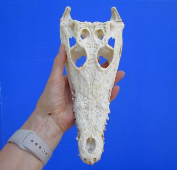 Authentic Nile Crocodile Skull, Real Crocodylus niloticus (10") (CITES #P000045227)  - Buy this one for  $99.99