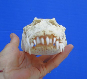 Authentic Nile Crocodile Skull, Real Crocodylus niloticus (10") (CITES #P000045227)  - Buy this one for  $99.99