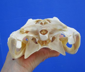 Authentic Nile Crocodile Skull, Real Crocodylus niloticus (10") (CITES #P000045227)  - Buy this one for  $99.99