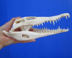 Authentic Nile Crocodile Skull, Real Crocodylus niloticus (10") (CITES #P000045227)  - Buy this one for  $99.99