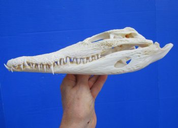 Authentic Nile Crocodile Skull, Real Crocodylus niloticus (10") (CITES #P000045227)  - Buy this one for  $99.99