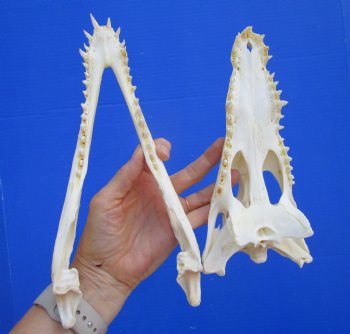 Authentic Nile Crocodile Skull, Real Crocodylus niloticus (10") (CITES #P000045227)  - Buy this one for  $99.99