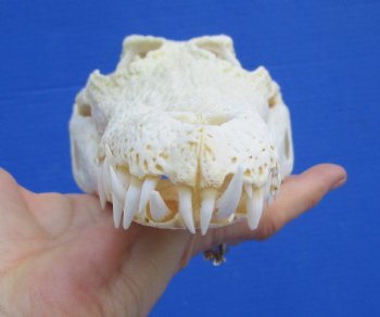 Authentic Nile Crocodile Skull, Real Crocodylus niloticus (10") (CITES #P000045227)  - Buy this one for  $99.99