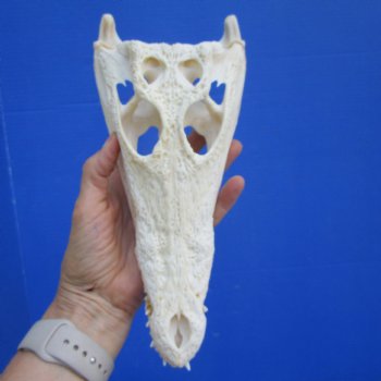 Authentic Nile Crocodile Skull, Real Crocodylus niloticus (10") (CITES #P000045227)  - Buy this one for  $99.99