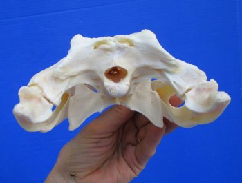Authentic Nile Crocodile Skull, Real Crocodylus niloticus (10") (CITES #P000045227)  - Buy this one for  $99.99