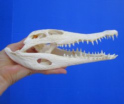 Authentic Nile Crocodile Skull, Real Crocodylus niloticus (10.5")  (CITES #P000045227)  - Buy this one for  $99.99
