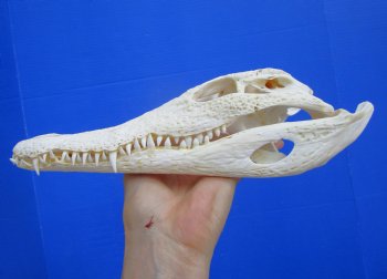 Authentic Nile Crocodile Skull, Real Crocodylus niloticus (10.5")  (CITES #P000045227)  - Buy this one for  $99.99