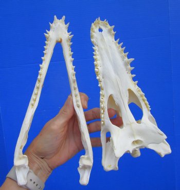Authentic Nile Crocodile Skull, Real Crocodylus niloticus (10.5")  (CITES #P000045227)  - Buy this one for  $99.99