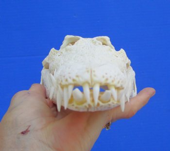 Authentic Nile Crocodile Skull, Real Crocodylus niloticus (10.5")  (CITES #P000045227)  - Buy this one for  $99.99
