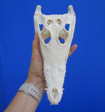 Authentic Nile Crocodile Skull, Real Crocodylus niloticus (10.5")  (CITES #P000045227)  - Buy this one for  $99.99
