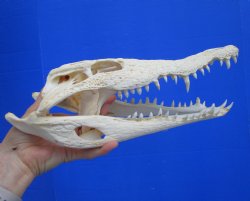 Authentic Nile Crocodile Skull (13") CITES 263852) - Buy this for $144.99