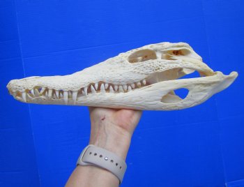 Authentic Nile Crocodile Skull (13") CITES 263852) - Buy this for $144.99