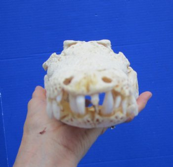 Authentic Nile Crocodile Skull (13") CITES 263852) - Buy this for $144.99