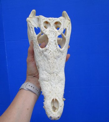 Authentic Nile Crocodile Skull (13") CITES 263852) - Buy this for $144.99