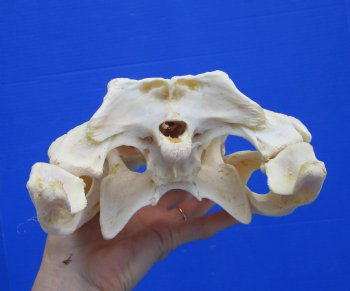 Authentic Nile Crocodile Skull (13") CITES 263852) - Buy this for $144.99