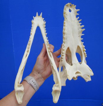 Authentic Nile Crocodile Skull (13") CITES 263852) - Buy this for $144.99