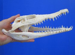 Authentic Nile Crocodile Skull, Real Crocodylus niloticus (10") (CITES #P000045227) - Buy this one for  $99.99