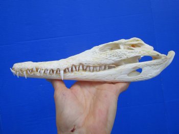 Authentic Nile Crocodile Skull, Real Crocodylus niloticus (10") (CITES #P000045227) - Buy this one for  $99.99