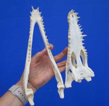 Authentic Nile Crocodile Skull, Real Crocodylus niloticus (10") (CITES #P000045227) - Buy this one for  $99.99