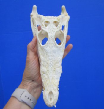 Authentic Nile Crocodile Skull, Real Crocodylus niloticus (10") (CITES #P000045227) - Buy this one for  $99.99